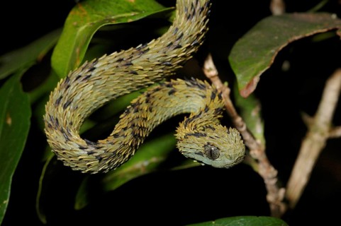 Dusky viper