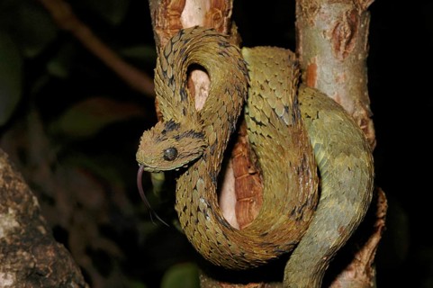 Dusky viper