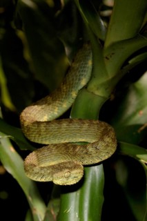 Common bush viper