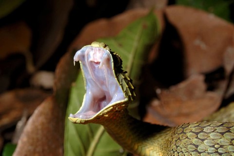 Common bush viper