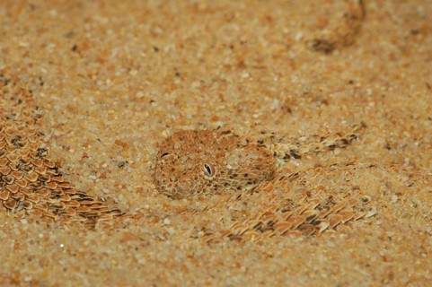 Namib dwarf otter