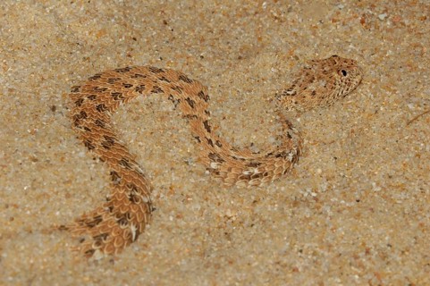 Namib dwarf otter