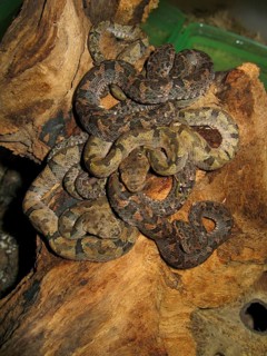 Venezuela lance viper