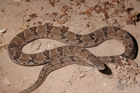 Common toad viper