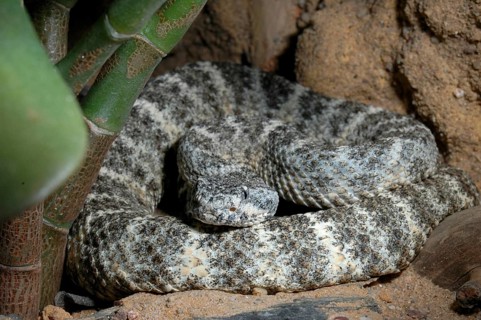 Western Spotted Rattlesnake