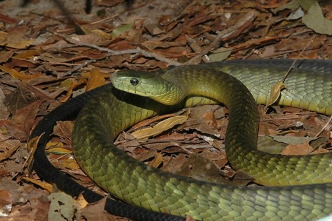 Kaimosi Mamba