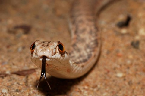North African Montpellier Snake