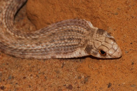 North African Montpellier Snake