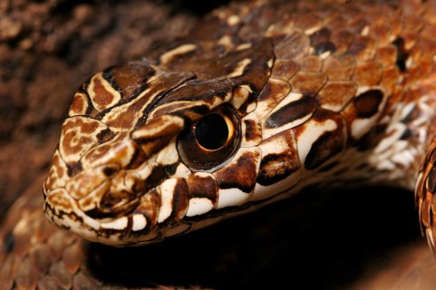 Eastern lizard snake