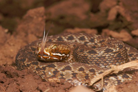 Kenya Mountain Viper