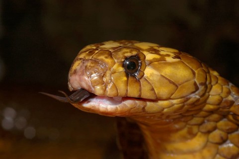 Cape Cobra