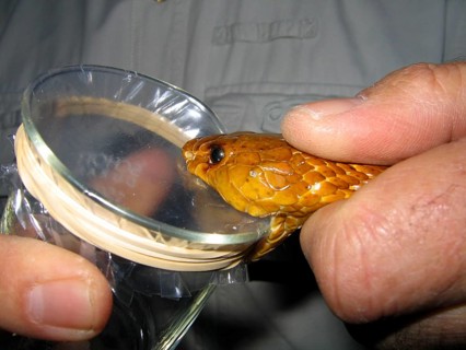 Cape cobra