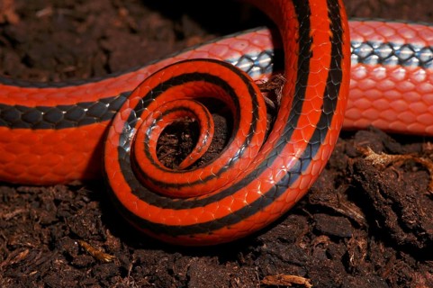 Red bamboo snake