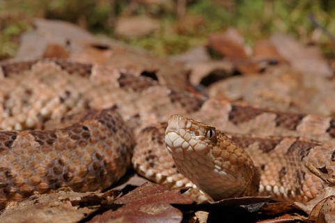 Slender stuelpnose lancet viper