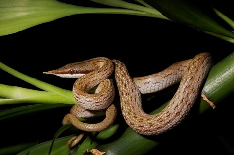 Vietnamese long-nosed snake