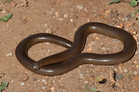 East African Blind Snake