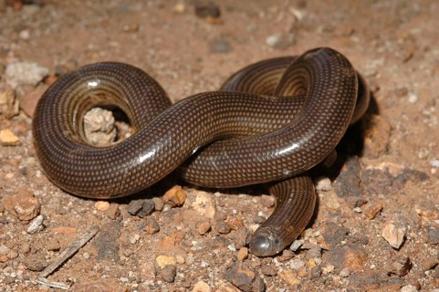 East African Blind Snake