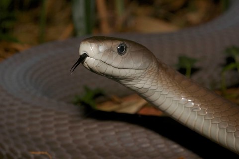 Black Mamba