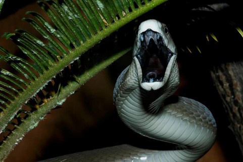 Black Mamba