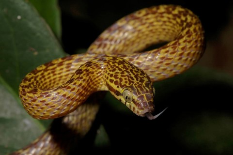 Banded tree snake