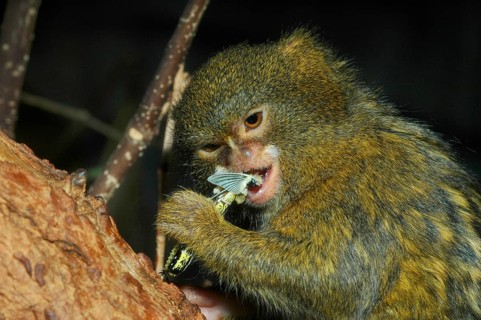 Pygmy marmoset