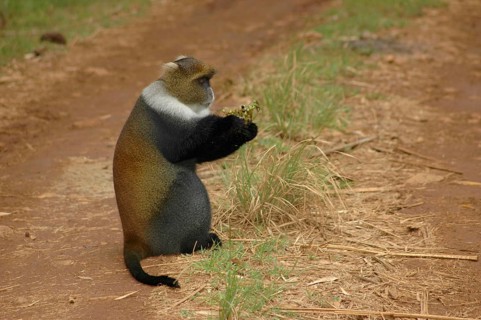 Diademed monkey