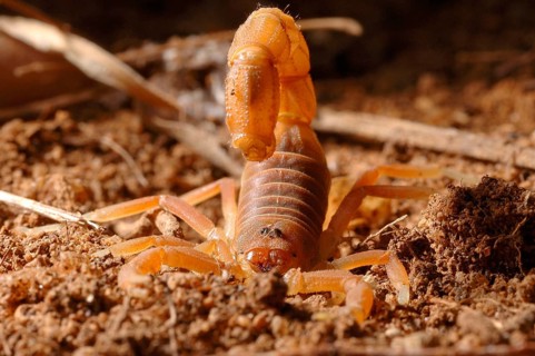Kenyan Thick-tailed Scorpion