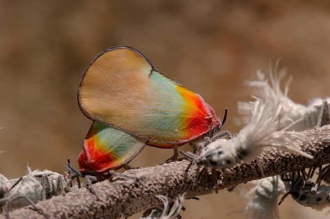Kenyan cicadas
