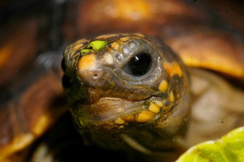 Red-footed tortoise
