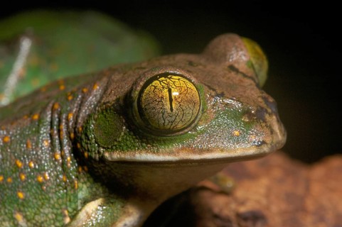 Woodcreeper frog