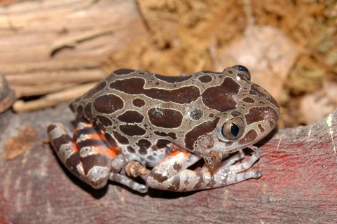 Spotted racing frog