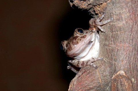 Spotted racing frog