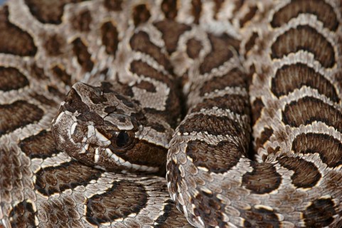 Massasauga