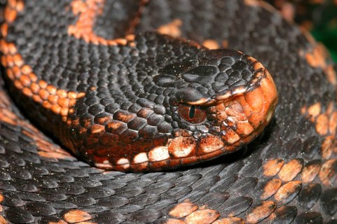 Causus Viper
