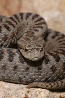 Iberian viper