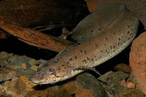 African lungfish