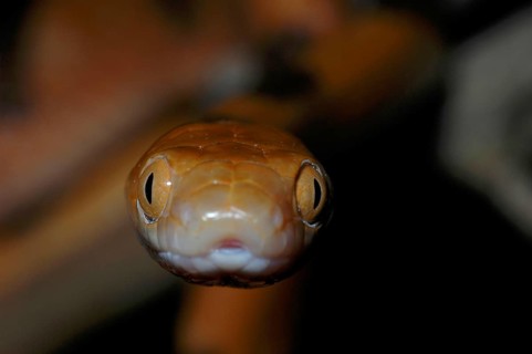 Tabby cat snake