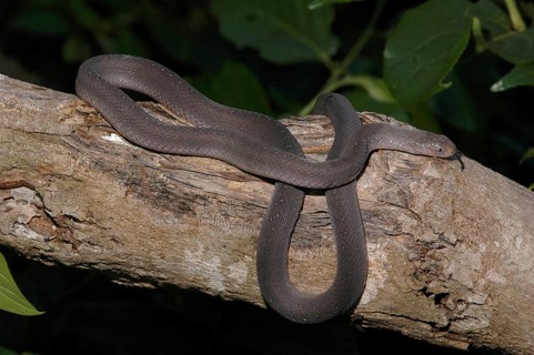 East African Egg Snake