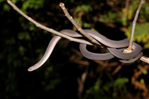 East African Egg Snake