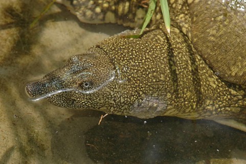 Nile soft-shelled turtle