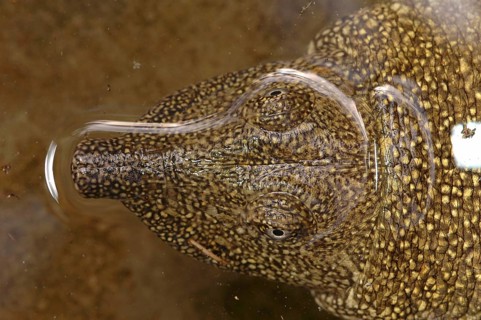 Nile soft-shelled turtle