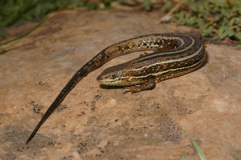 Variable skink