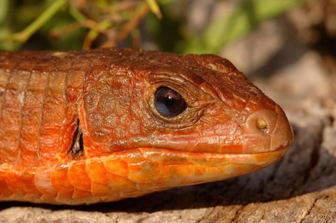 Sudan Shield Lizard