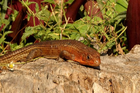 Sudan Shield Lizard
