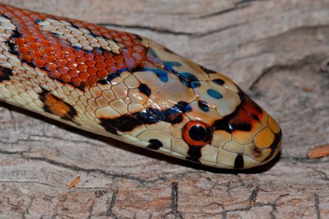 Leopard snake