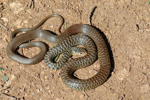 Yellow-green fury snake
