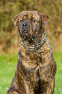 Mixed breed dog