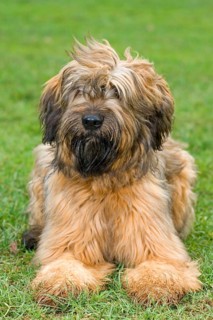 Briard