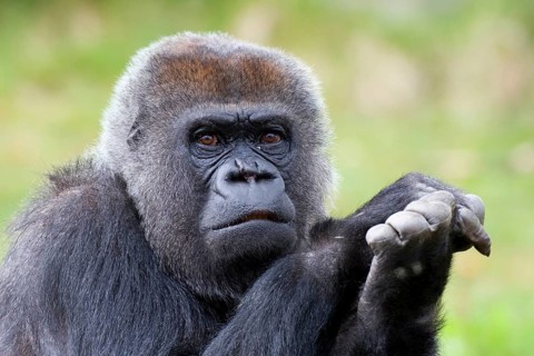 Western lowland gorilla