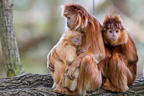 Black crested langur